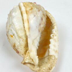 Jūrinės sraigės kriauklė 7,5x11x6,5 cm