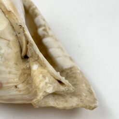 Jūrinės sraigės kriauklė 7,5x11x6,5 cm