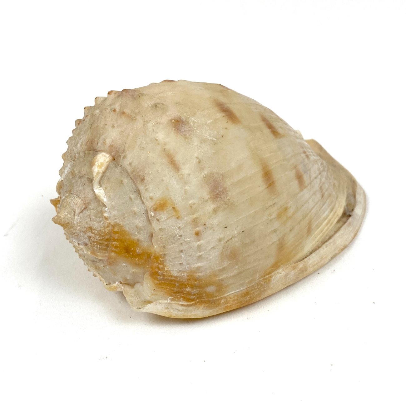 CK0052-gamtos-objektai-0 Jūrinės sraigės kriauklė 6x11x6 cm