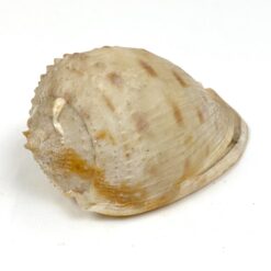 Jūrinės sraigės kriauklė 6x11x6 cm