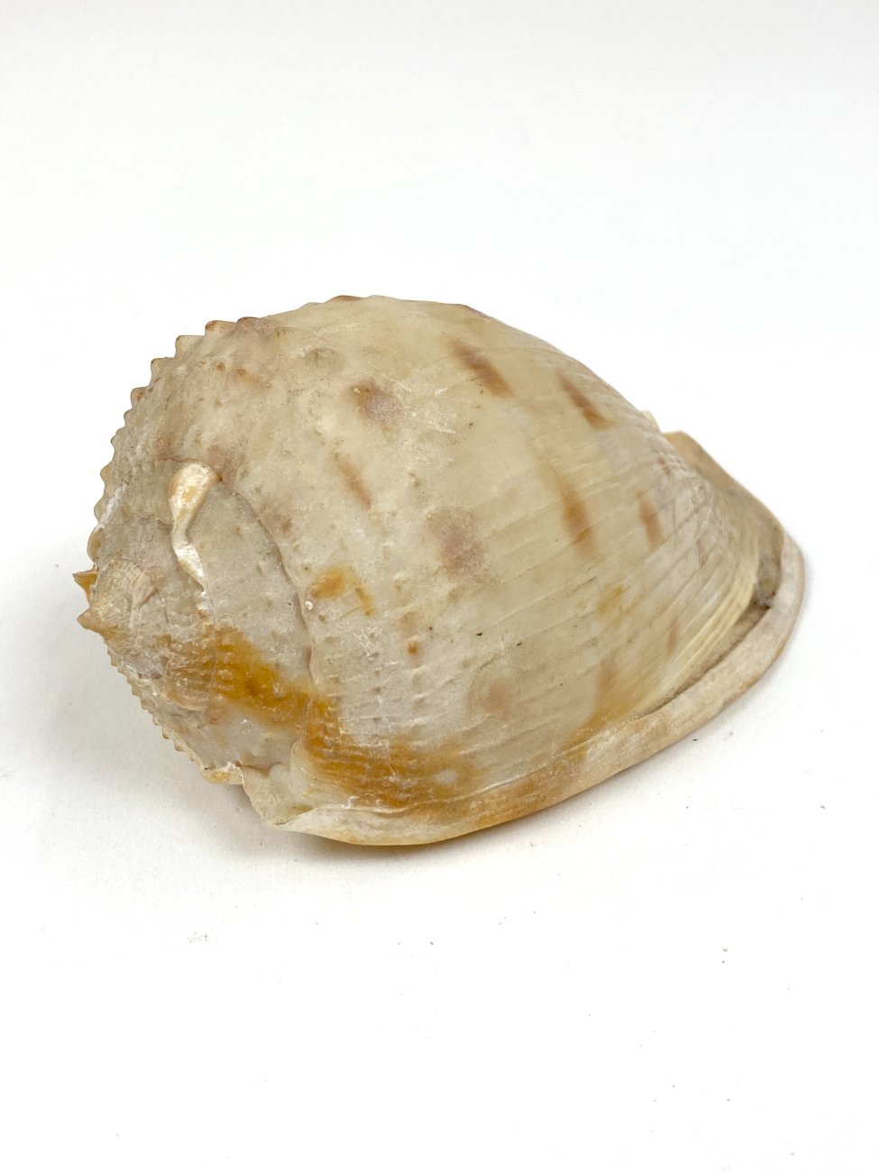 CK0052-gamtos-objektai-1 Jūrinės sraigės kriauklė 6x11x6 cm