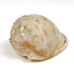 Jūrinės sraigės kriauklė 6x11x6 cm