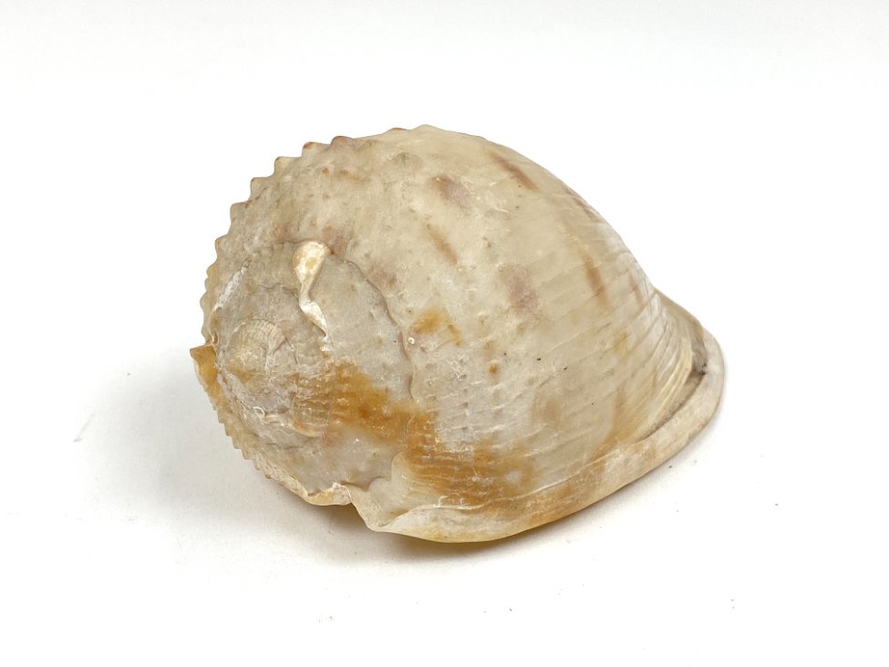 CK0052-gamtos-objektai-2 Jūrinės sraigės kriauklė 6x11x6 cm