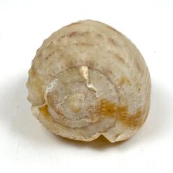 Jūrinės sraigės kriauklė 6x11x6 cm