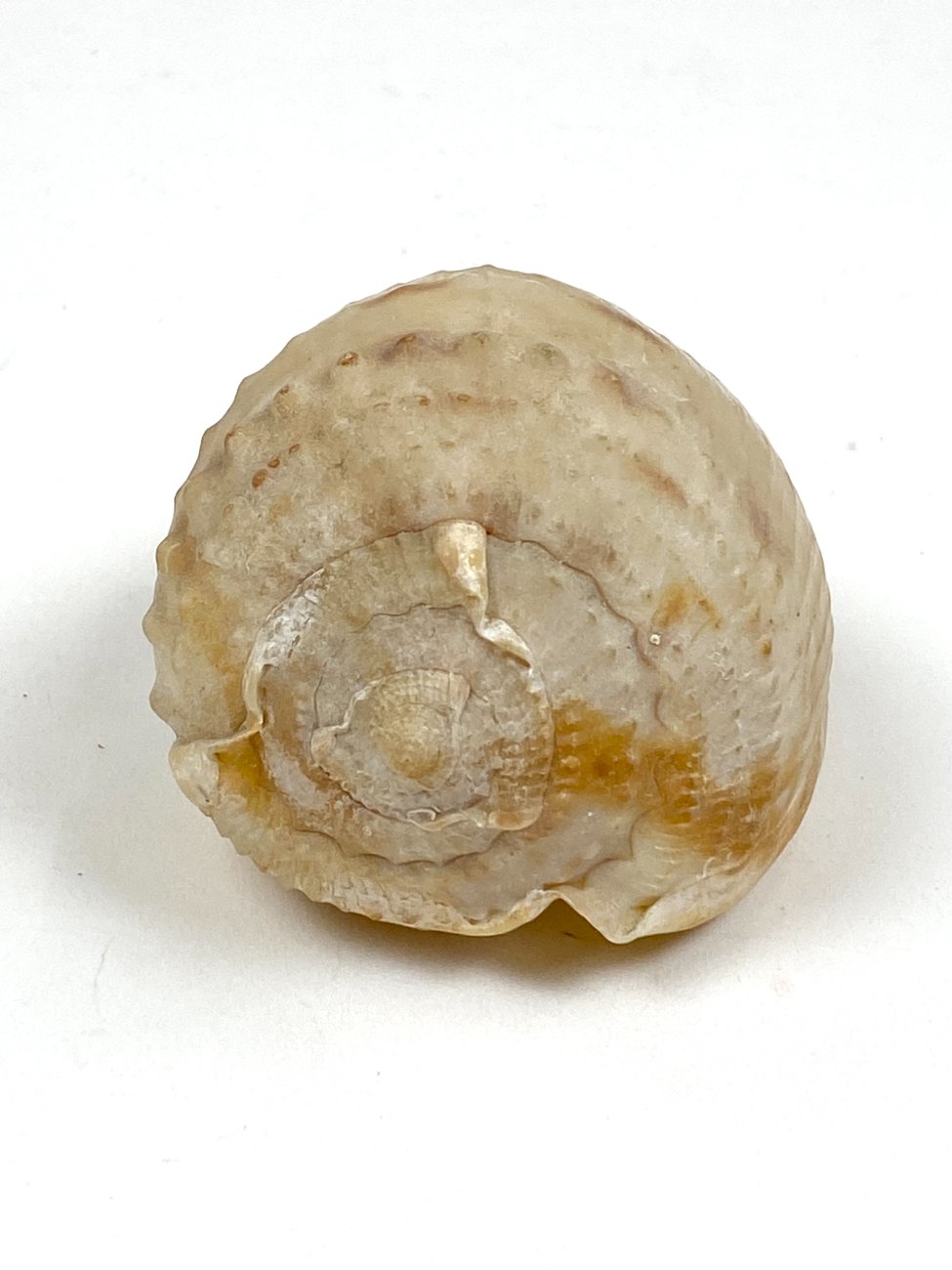 CK0052-gamtos-objektai-3 Jūrinės sraigės kriauklė 6x11x6 cm