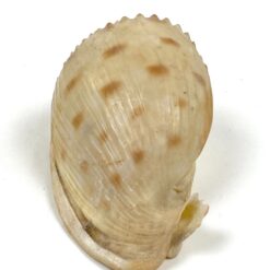 Jūrinės sraigės kriauklė 6x11x6 cm