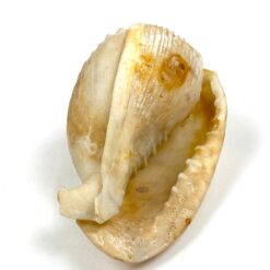 Jūrinės sraigės kriauklė 6x11x6 cm