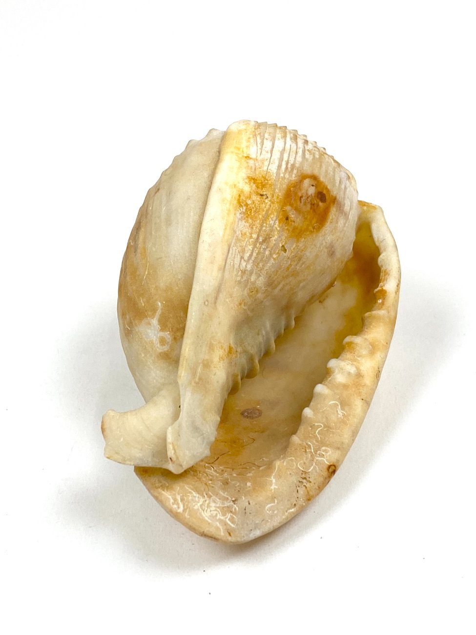 CK0052-gamtos-objektai-5 Jūrinės sraigės kriauklė 6x11x6 cm