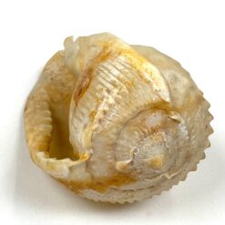 Jūrinės sraigės kriauklė 6x11x6 cm