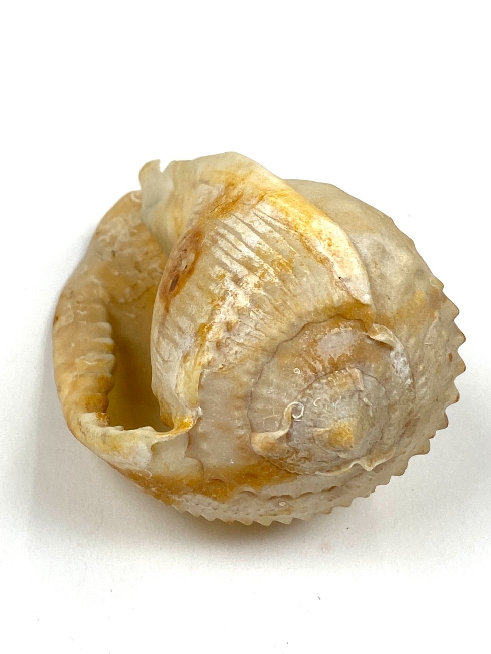 CK0052-gamtos-objektai-6 Jūrinės sraigės kriauklė 6x11x6 cm