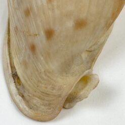 Jūrinės sraigės kriauklė 6x11x6 cm