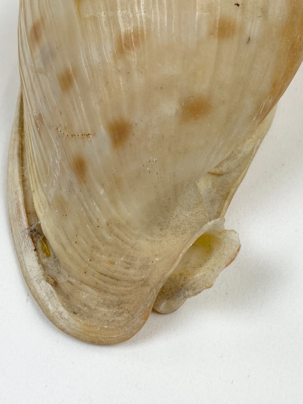 CK0052-gamtos-objektai-7 Jūrinės sraigės kriauklė 6x11x6 cm