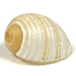 Jūrinės sraigės Tonna galea kriauklė 6x8x4,5 cm