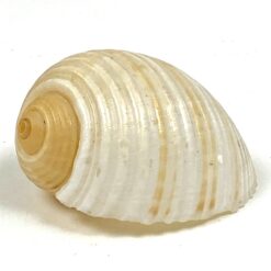 Jūrinės sraigės Tonna galea kriauklė 6x8x4,5 cm