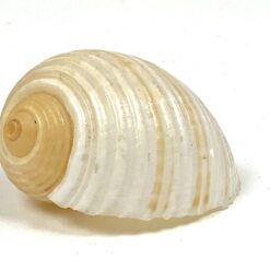 Jūrinės sraigės Tonna galea kriauklė 6x8x4,5 cm