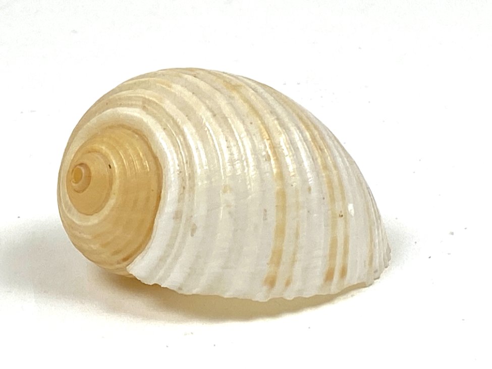 CK0053-gamtos-objektai-2 Jūrinės sraigės Tonna galea kriauklė 6x8x4,5 cm