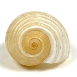 Jūrinės sraigės Tonna galea kriauklė 6x8x4,5 cm