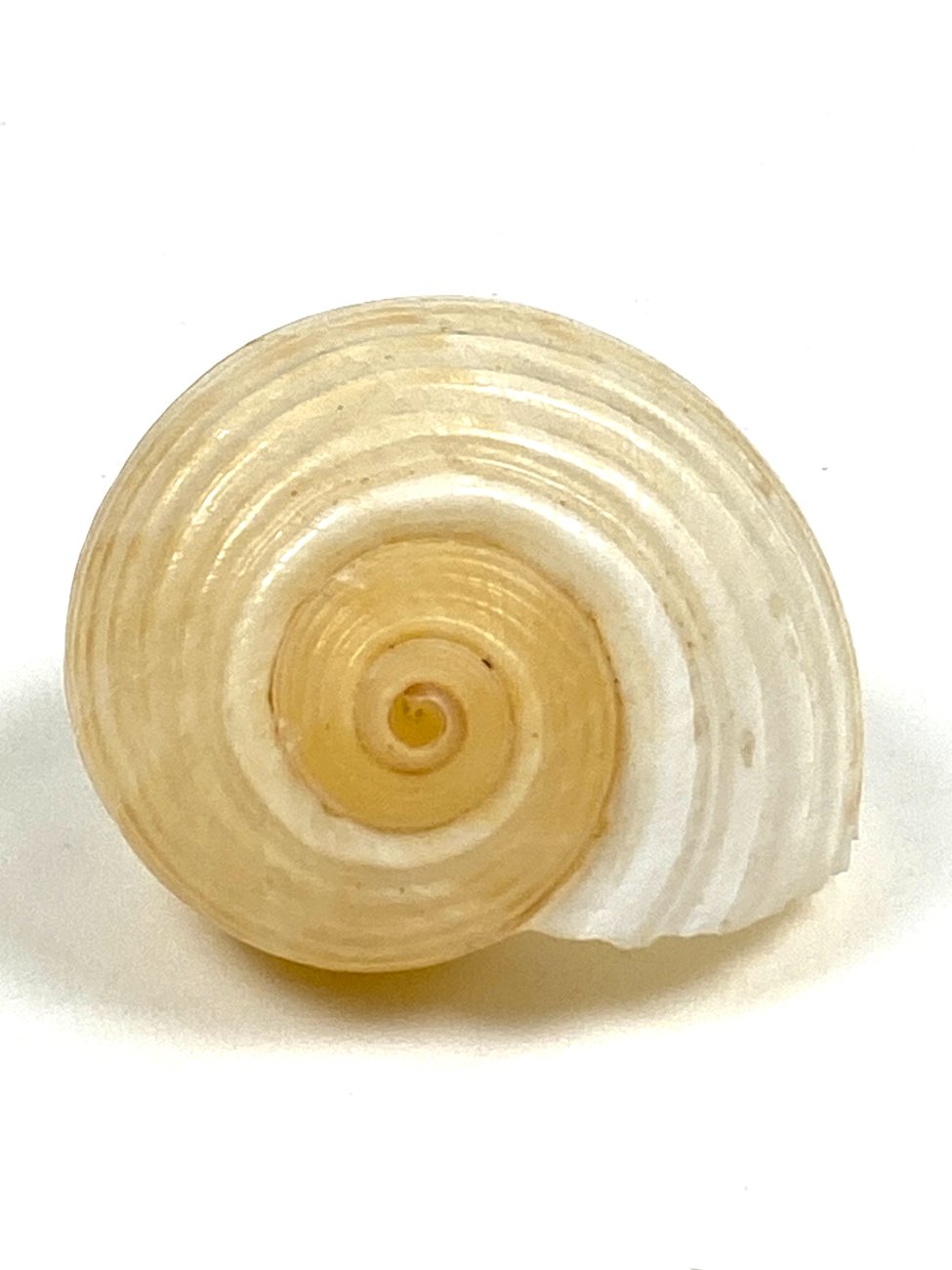 CK0053-gamtos-objektai-3 Jūrinės sraigės Tonna galea kriauklė 6x8x4,5 cm