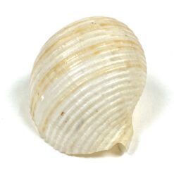 Jūrinės sraigės Tonna galea kriauklė 6x8x4,5 cm