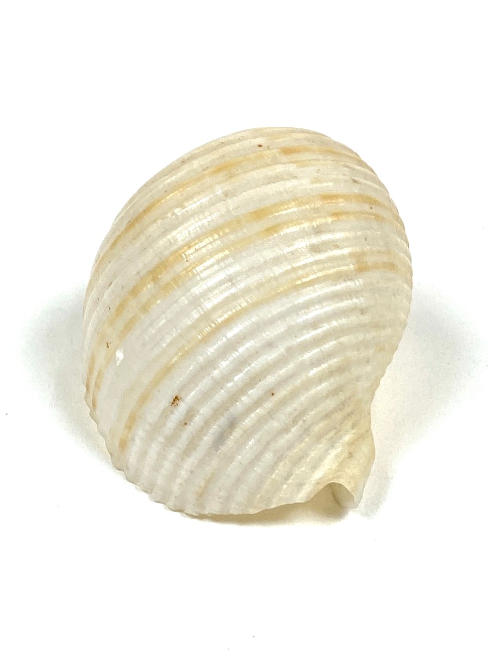 CK0053-gamtos-objektai-4 Jūrinės sraigės Tonna galea kriauklė 6x8x4,5 cm