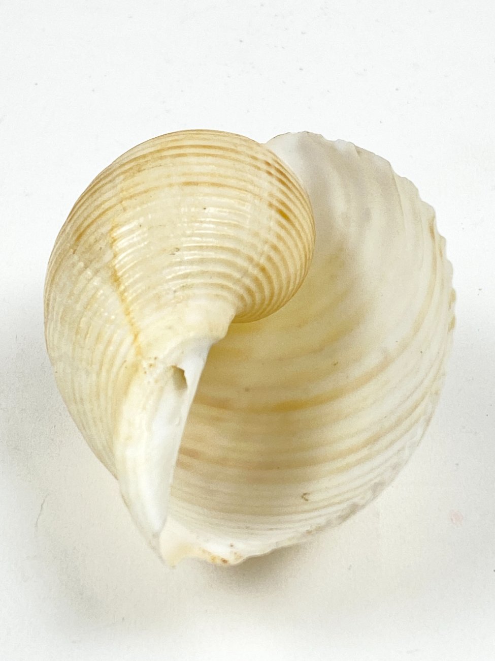 CK0053-gamtos-objektai-5 Jūrinės sraigės Tonna galea kriauklė 6x8x4,5 cm