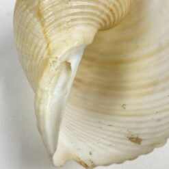 Jūrinės sraigės Tonna galea kriauklė 6x8x4,5 cm