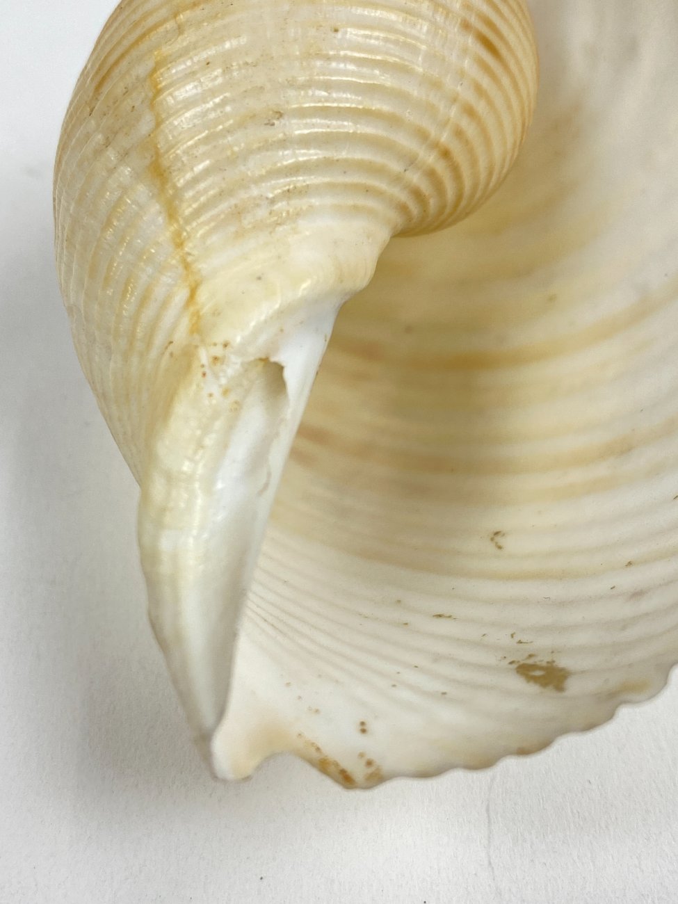 CK0053-gamtos-objektai-6 Jūrinės sraigės Tonna galea kriauklė 6x8x4,5 cm