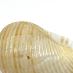 Jūrinės sraigės Tonna galea kriauklė 6x8x4,5 cm