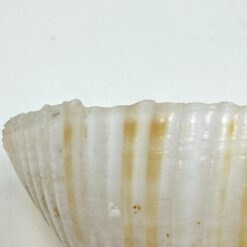 Jūrinės sraigės Tonna galea kriauklė 6x8x4,5 cm