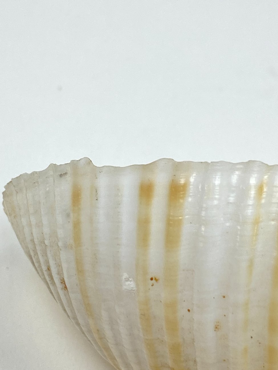 CK0053-gamtos-objektai-8 Jūrinės sraigės Tonna galea kriauklė 6x8x4,5 cm