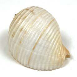 Jūrinės sraigės Tonna galea kriauklė 6x8x4,5 cm
