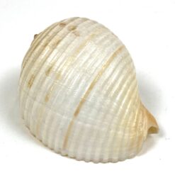 Jūrinės sraigės Tonna galea kriauklė 6x8x4,5 cm