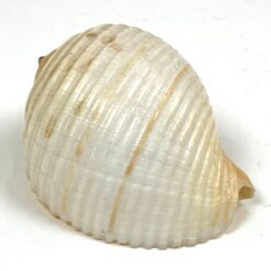 Jūrinės sraigės Tonna galea kriauklė 6x8x4,5 cm