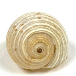 Jūrinės sraigės Tonna galea kriauklė 6x8x4,5 cm