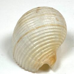 Jūrinės sraigės Tonna galea kriauklė 6x8x4,5 cm