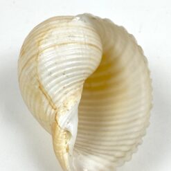 Jūrinės sraigės Tonna galea kriauklė 6x8x4,5 cm