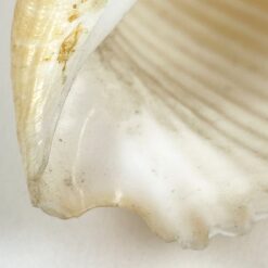 Jūrinės sraigės Tonna galea kriauklė 6x8x4,5 cm