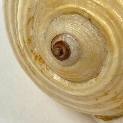 Jūrinės sraigės Tonna galea kriauklė 6x8x4,5 cm