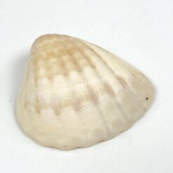 Jurinė moliusko kriauklė 6,5×6,5×2,5 cm