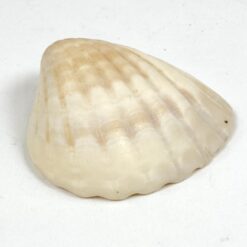 Jurinė moliusko kriauklė 6,5×6,5×2,5 cm