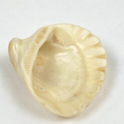 Jurinė moliusko kriauklė 6,5×6,5×2,5 cm