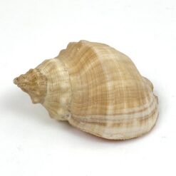 Jūrinės sraigės Rapana venosa kriauklė 6x8,5x5 cm