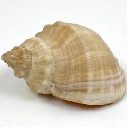 Jūrinės sraigės Rapana venosa kriauklė 6×8,5×5 cm