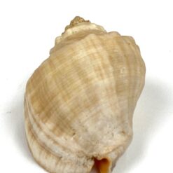 Jūrinės sraigės Rapana venosa kriauklė 6×8,5×5 cm