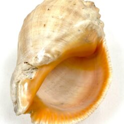 Jūrinės sraigės Rapana venosa kriauklė 6×8,5×5 cm