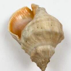 Jūrinės sraigės Rapana venosa kriauklė 6×8,5×5 cm