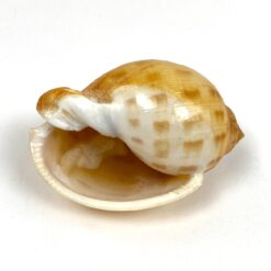 Jūrinės sraigės Semicassis kriauklė 5x7,5x4,5 cm