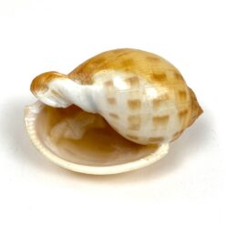 Jūrinės sraigės Semicassis kriauklė 5×7,5×4,5 cm