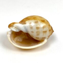 Jūrinės sraigės Semicassis kriauklė 5×7,5×4,5 cm