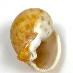 Jūrinės sraigės Semicassis kriauklė 5×7,5×4,5 cm